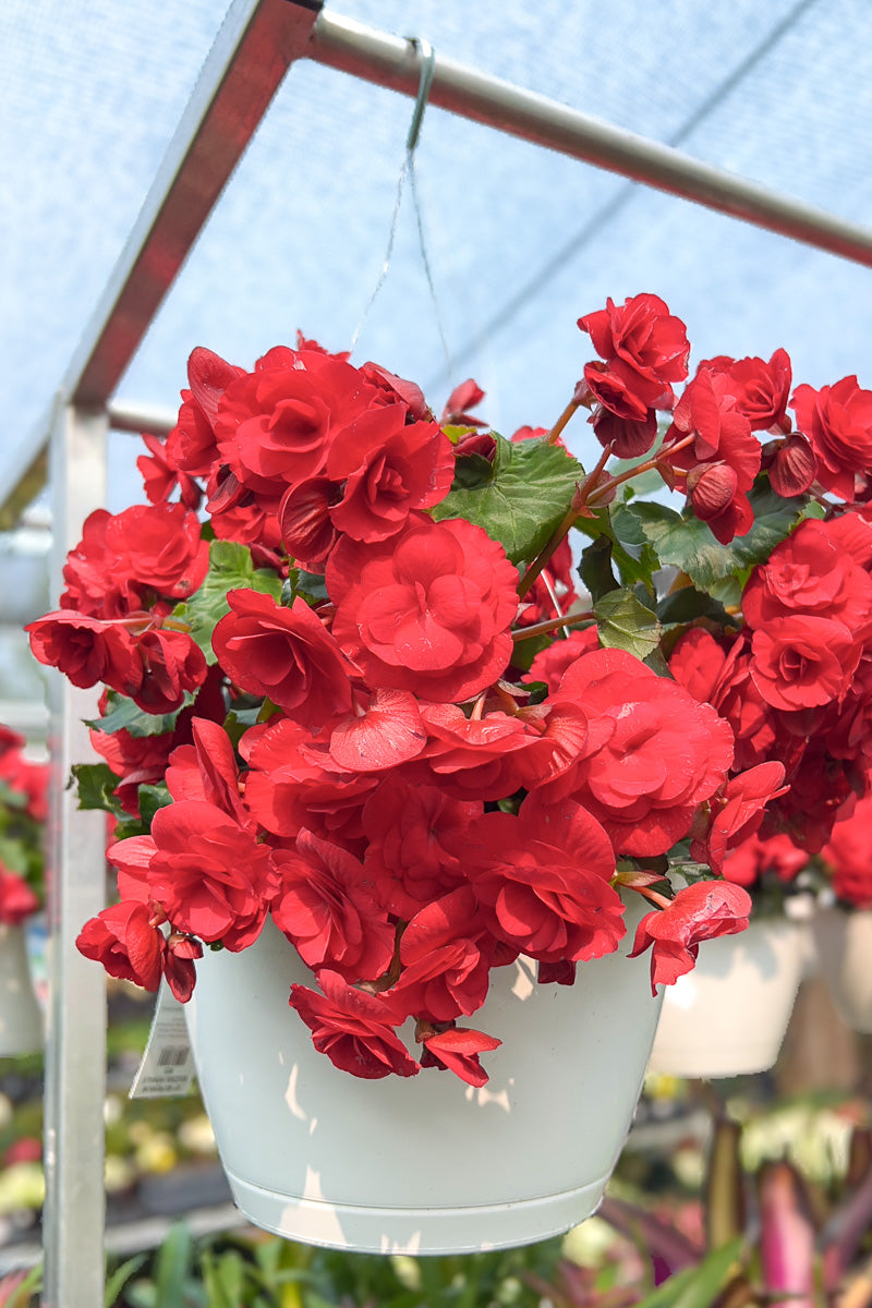 Begonia Hiemalis Red