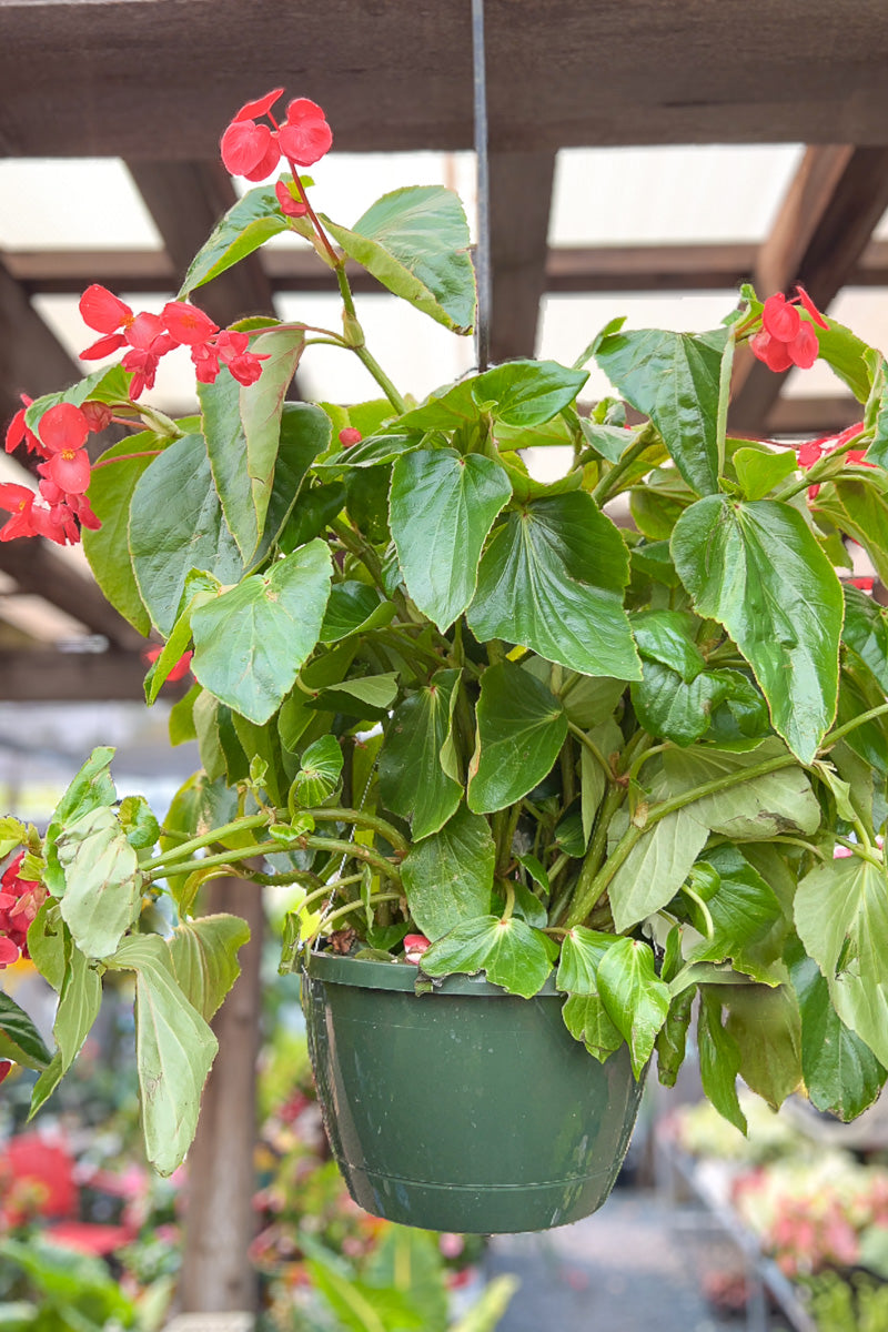Begonia, Dragon Wing Red