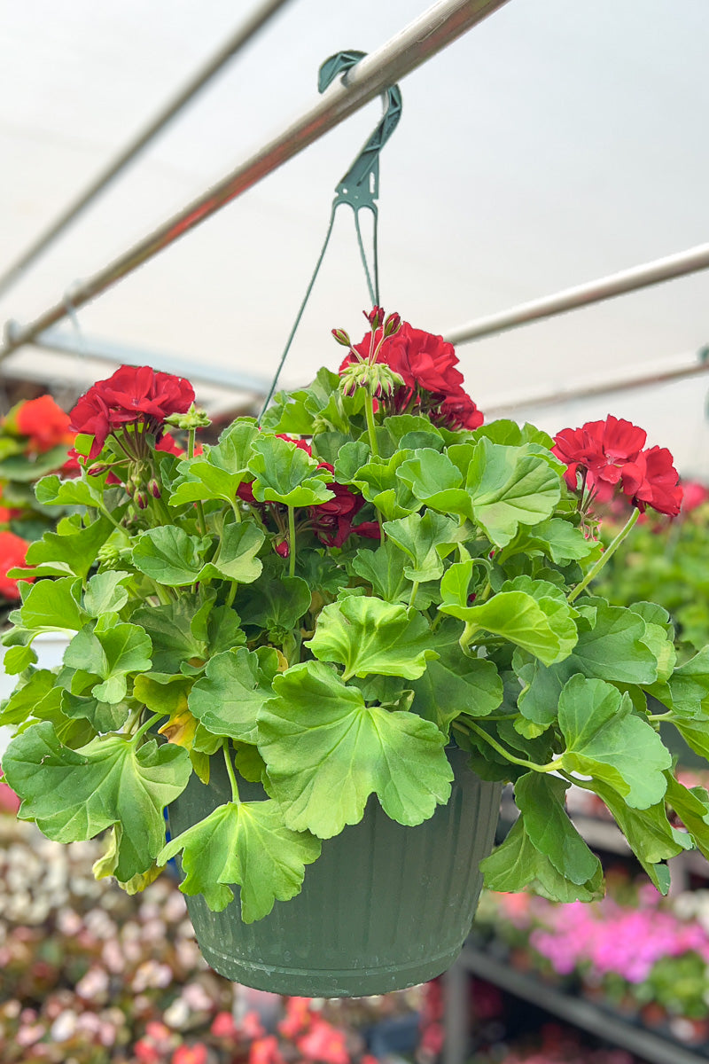 Calliope Geranium Red