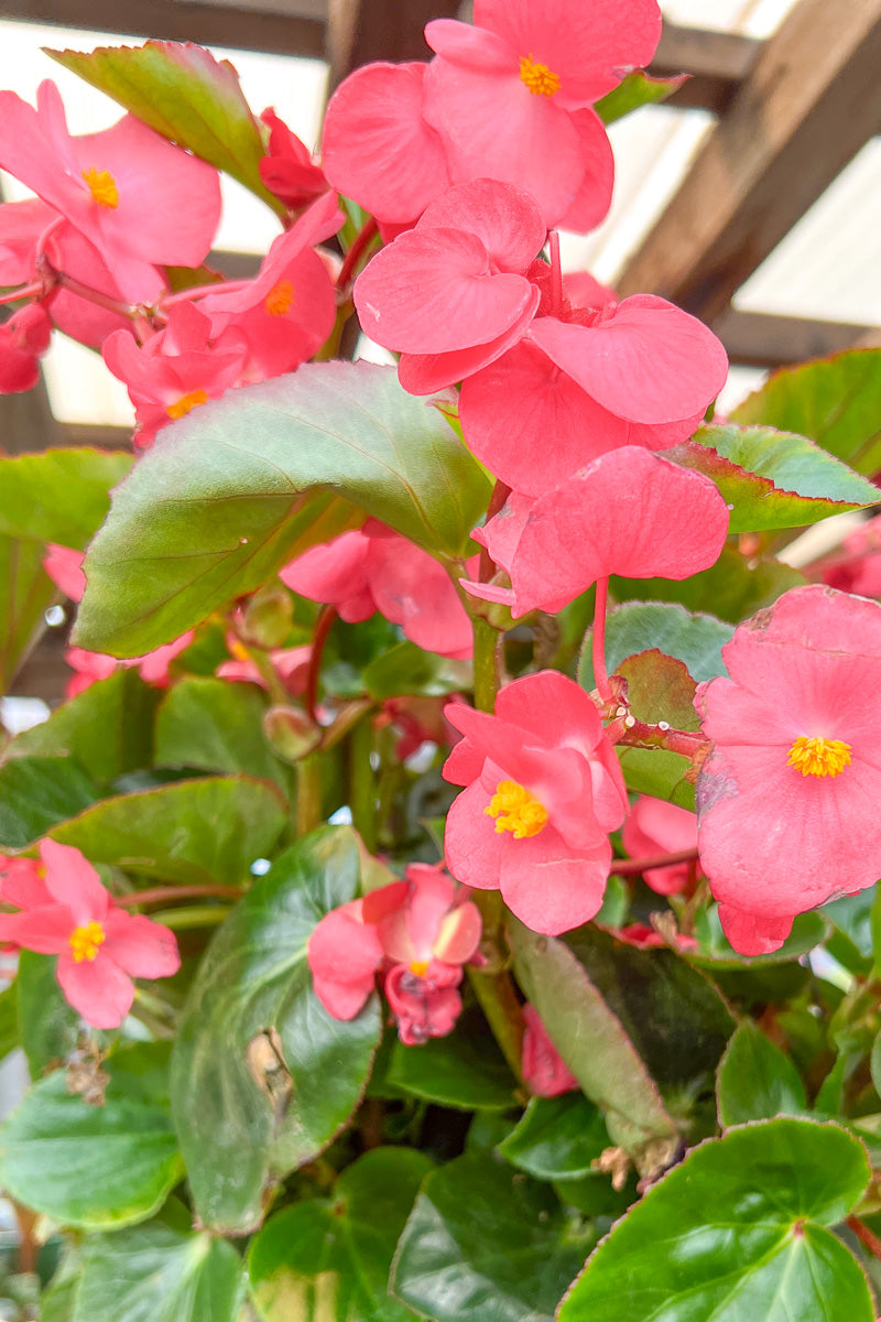 Begonia, Dragon Wing Pink