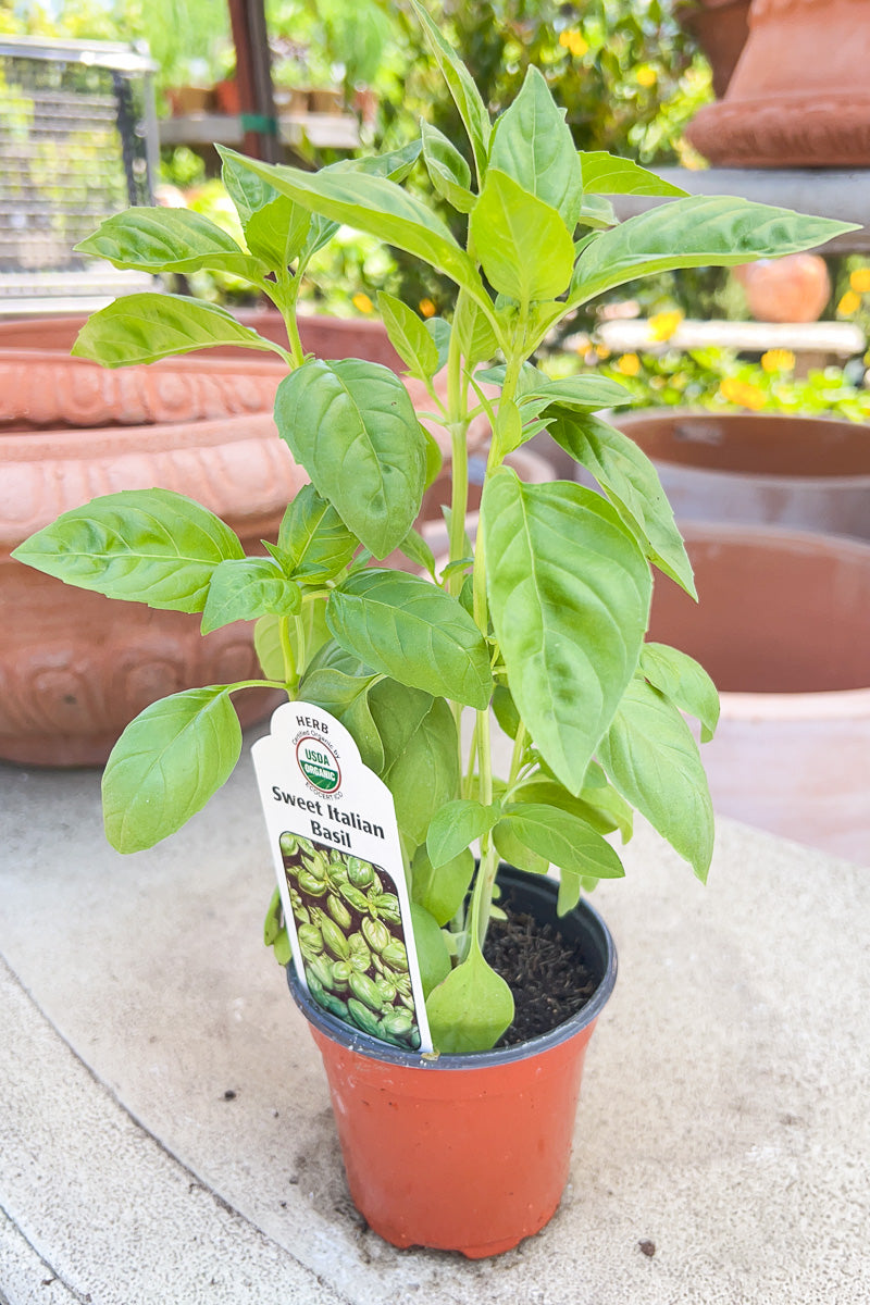 Organic Herb, Basil Sweet