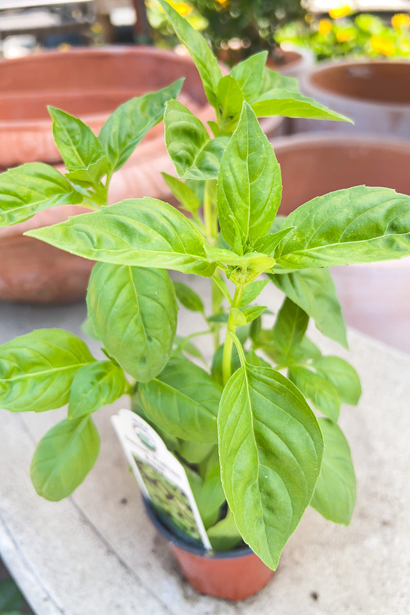 Organic Herb, Basil Sweet