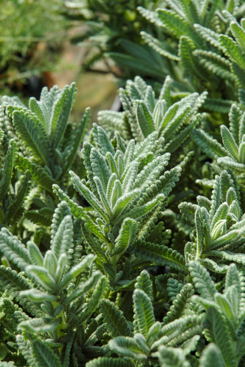 Herb, Lavender French