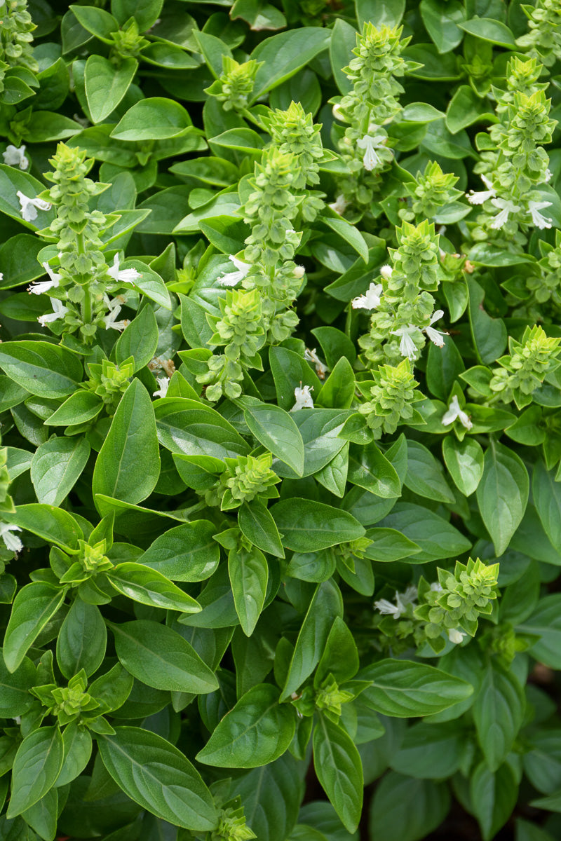 Herb, Basil Spicy Globe