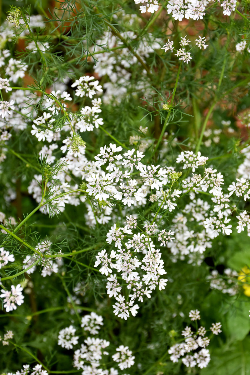 Organic Herb, Cilantro