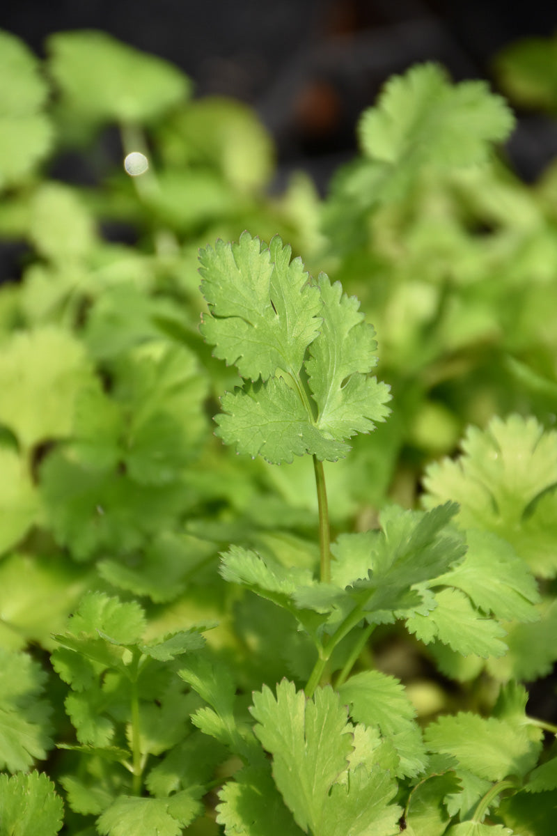 Organic Herb, Cilantro