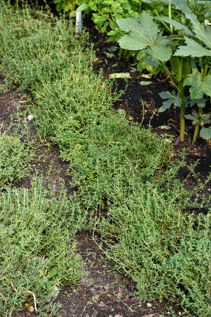 Herb, Thyme English 4"