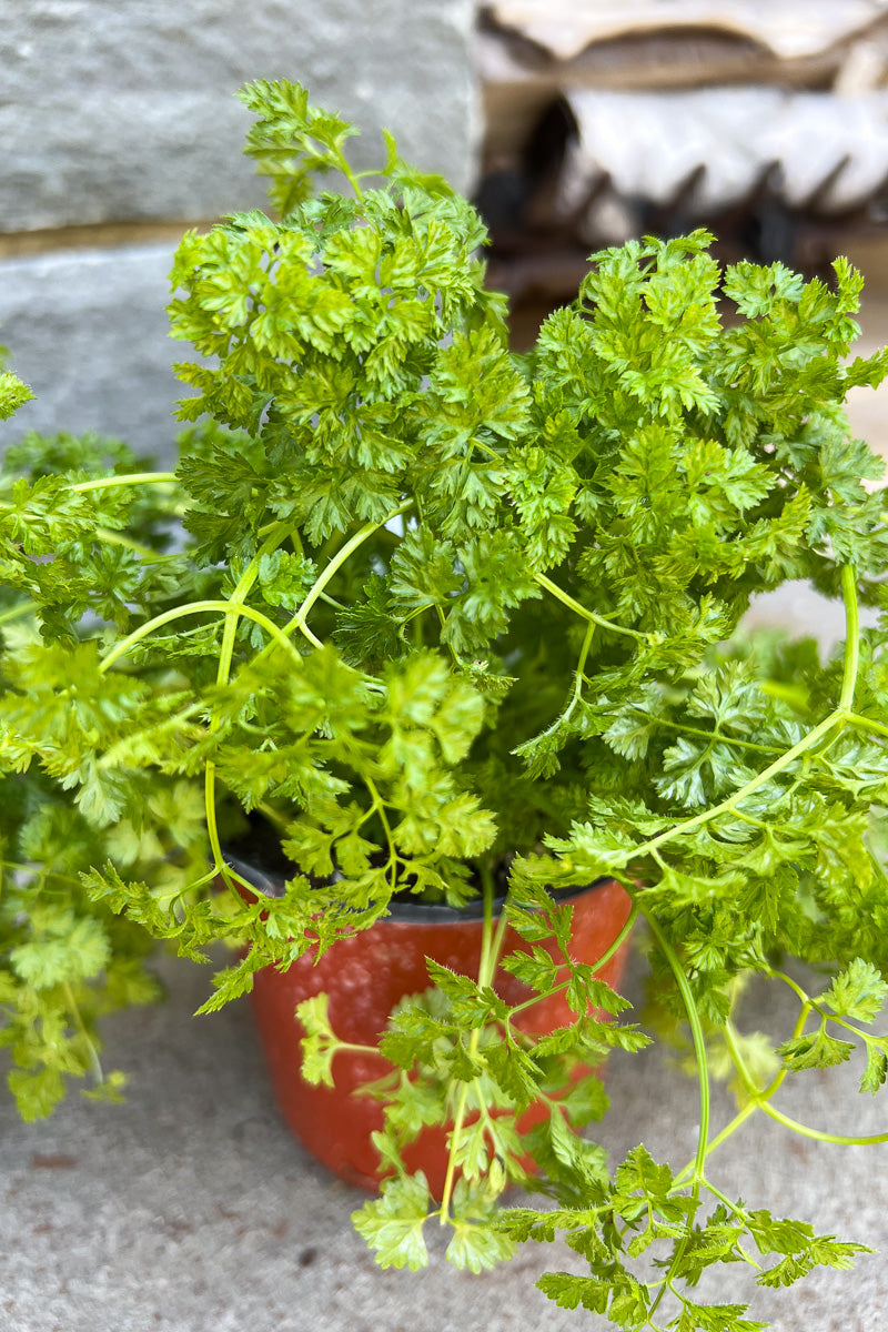 Herb Parsley Curly