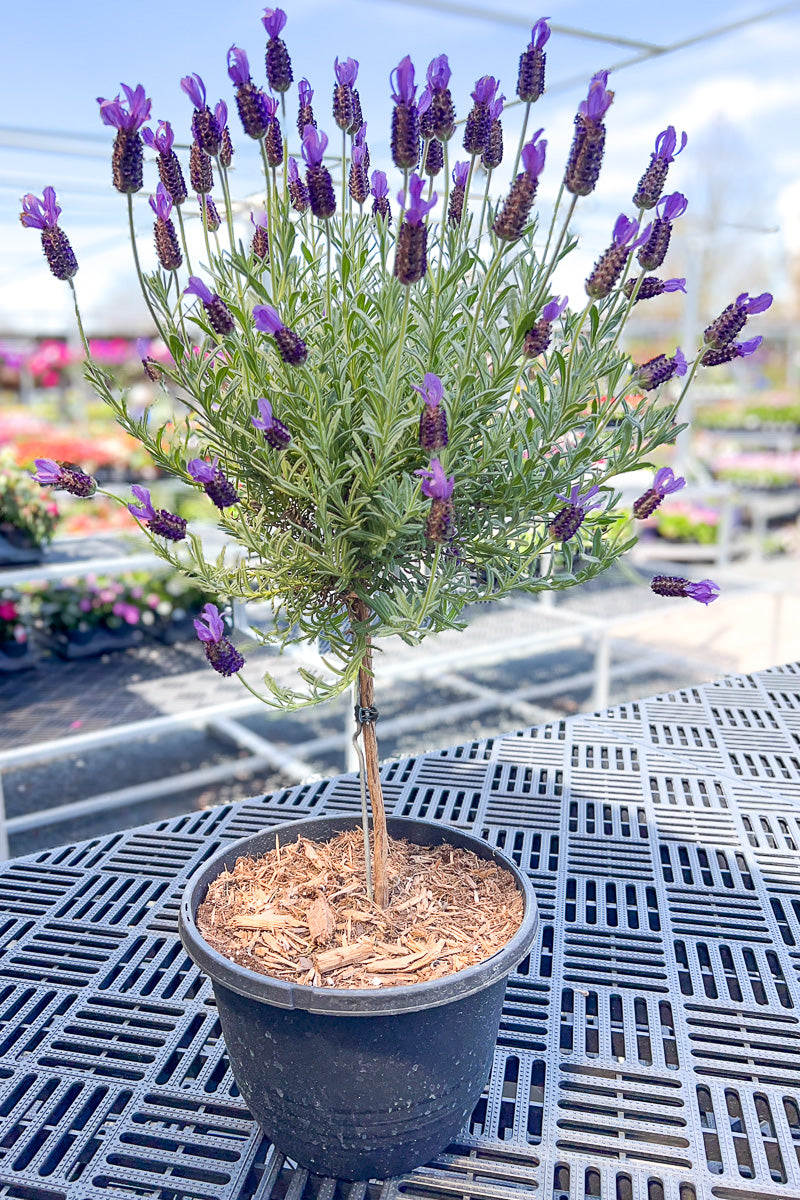 French Lavender, Topiary 6"