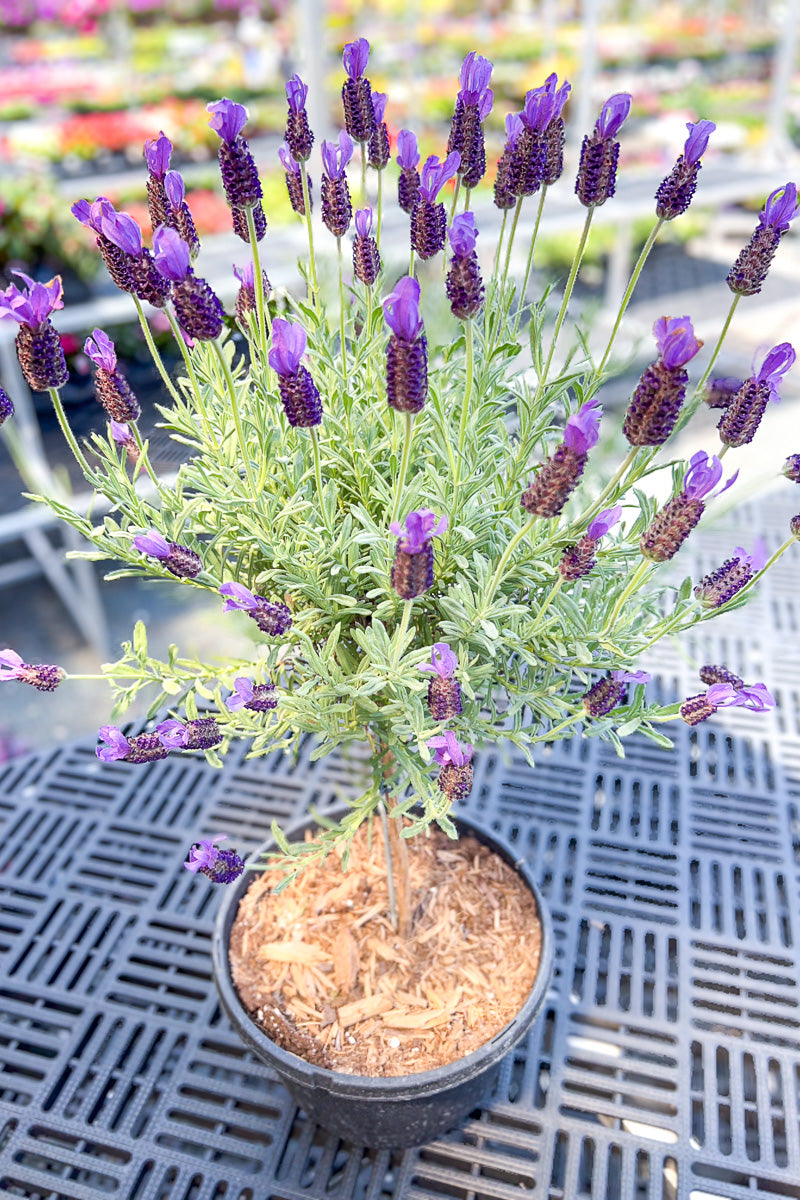 French Lavender, Topiary 6"