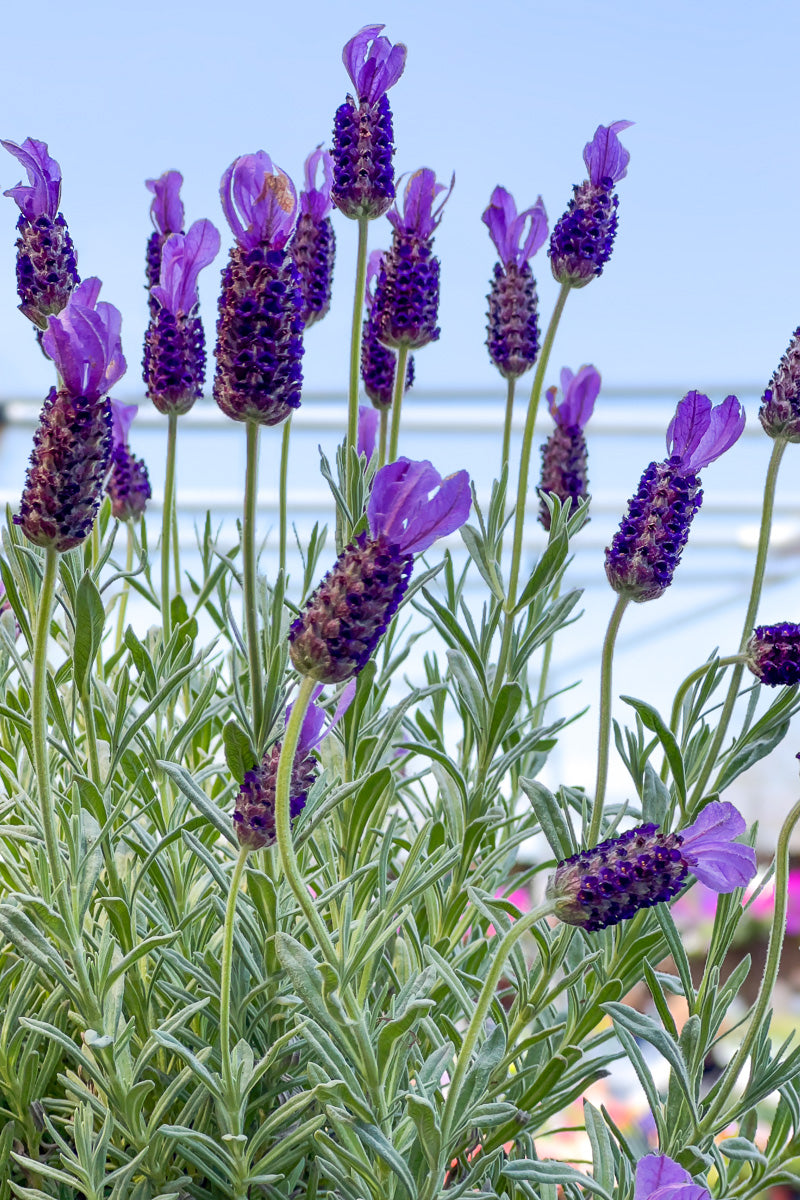 French Lavender, Topiary 6"