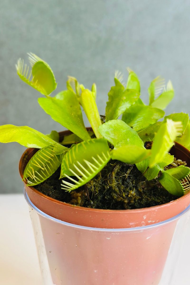 Carnivorous, Venus Fly Trap, Assorted 3"