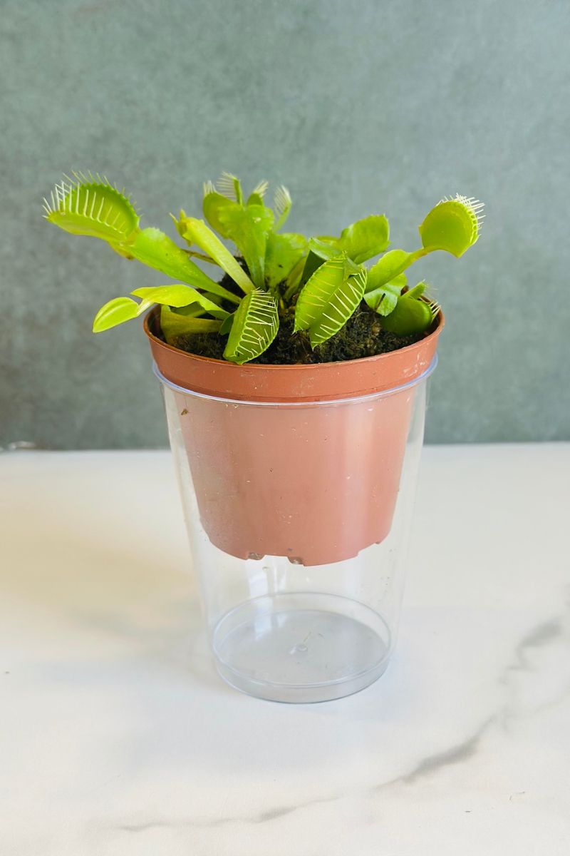 Carnivorous, Venus Fly Trap, Assorted 3"