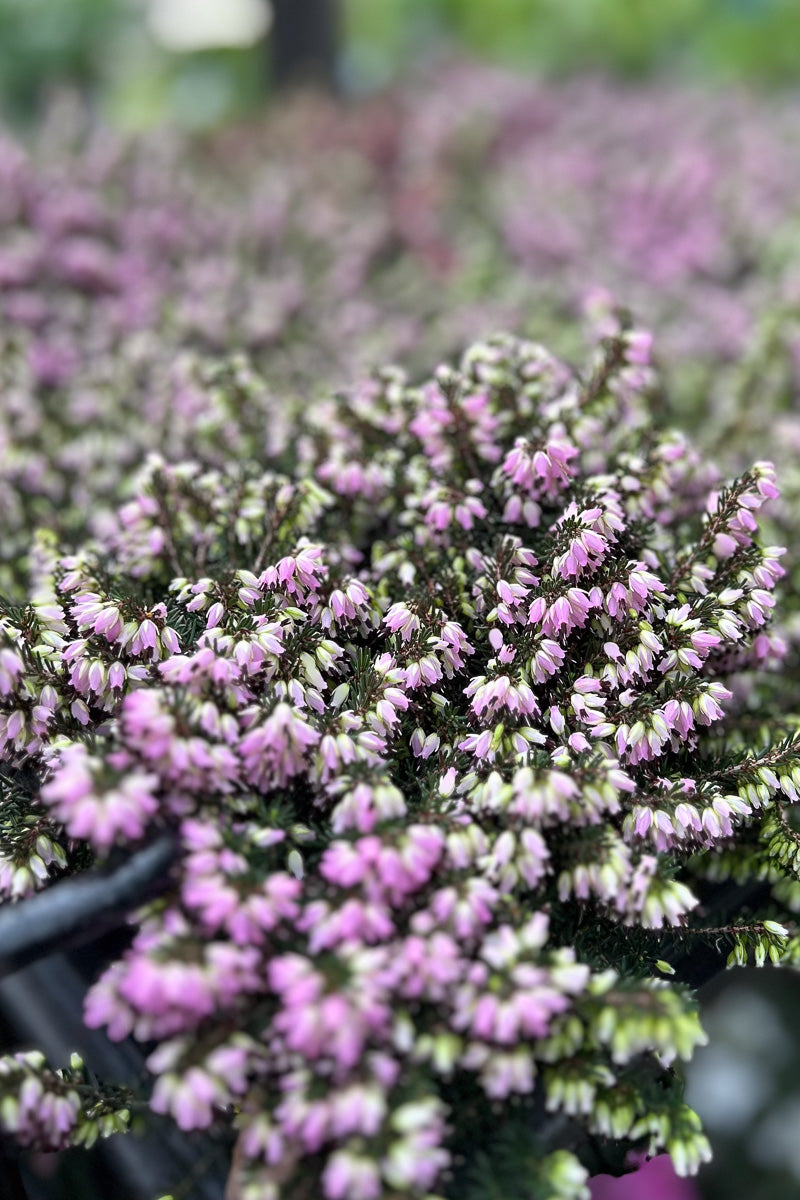 Winter Heath, Erica Darlyensis 4"