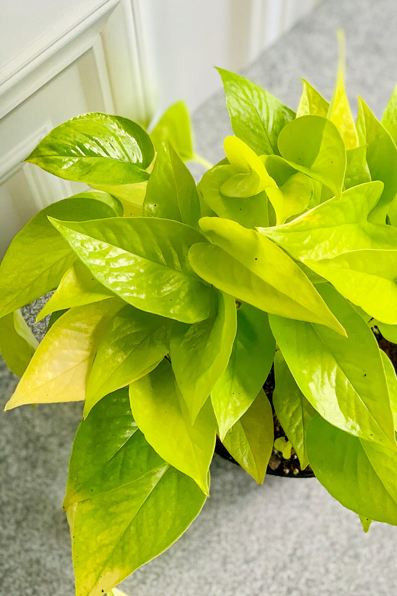Pothos, Neon 4"