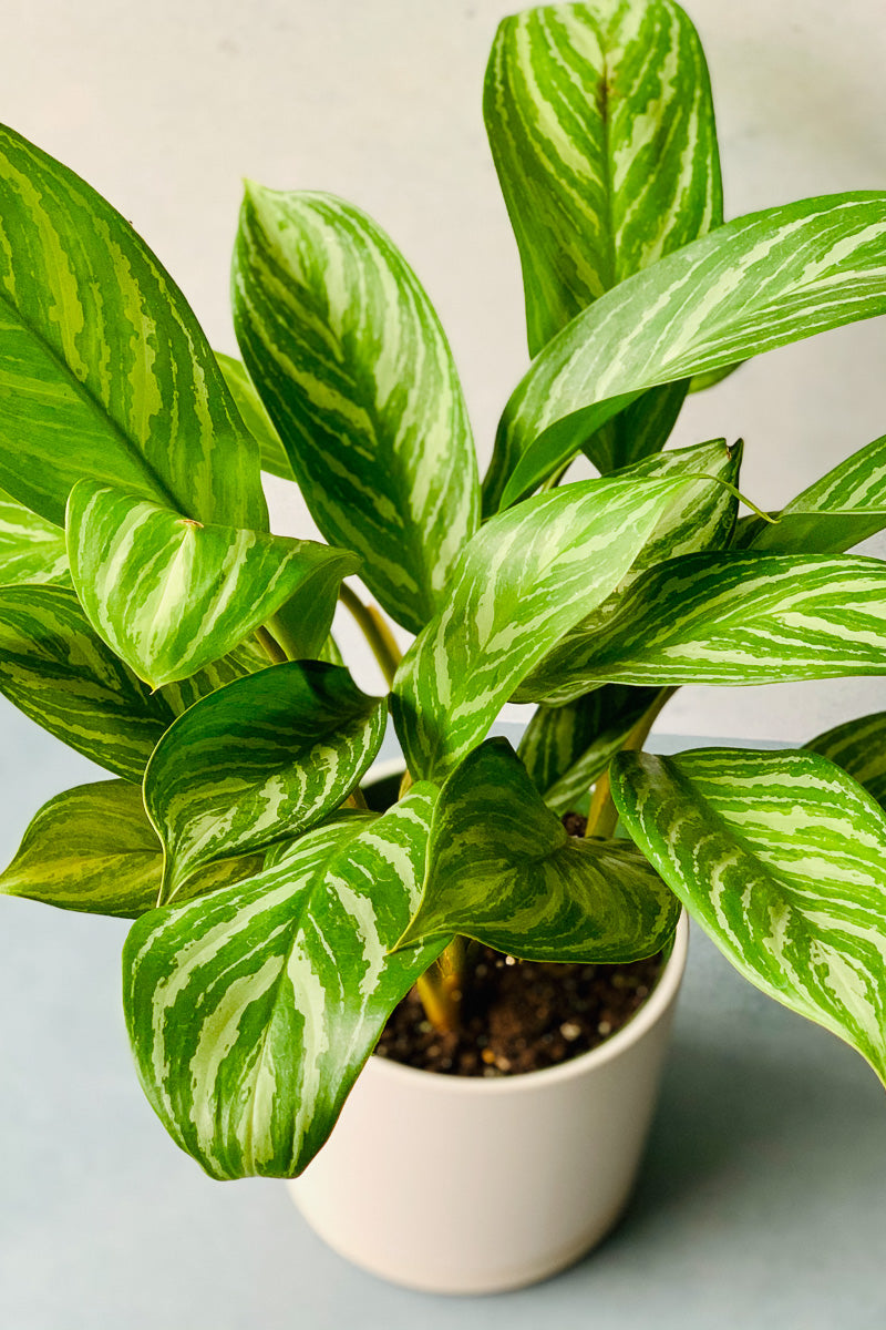 Chinese Evergreen, Stripes 14"