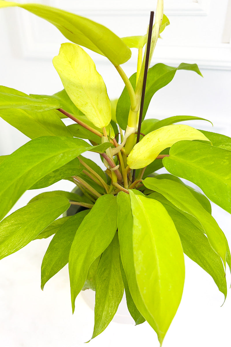 Philodendron, Lemon 6"