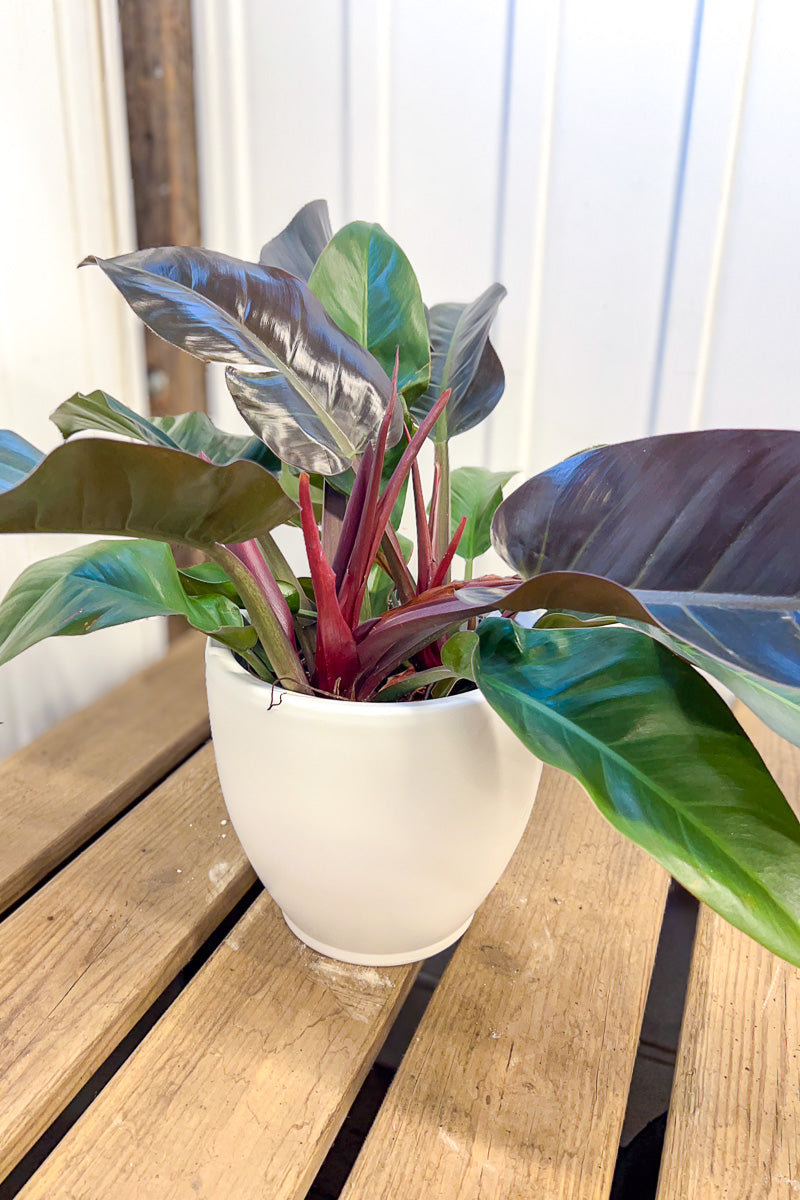 Philodendron, McColley's Finale 8"