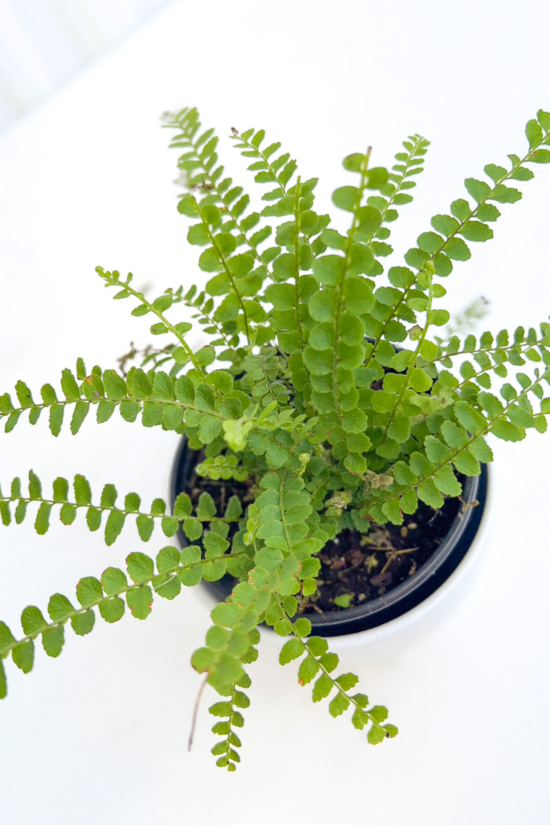 Fern, Cute As A Button 4"