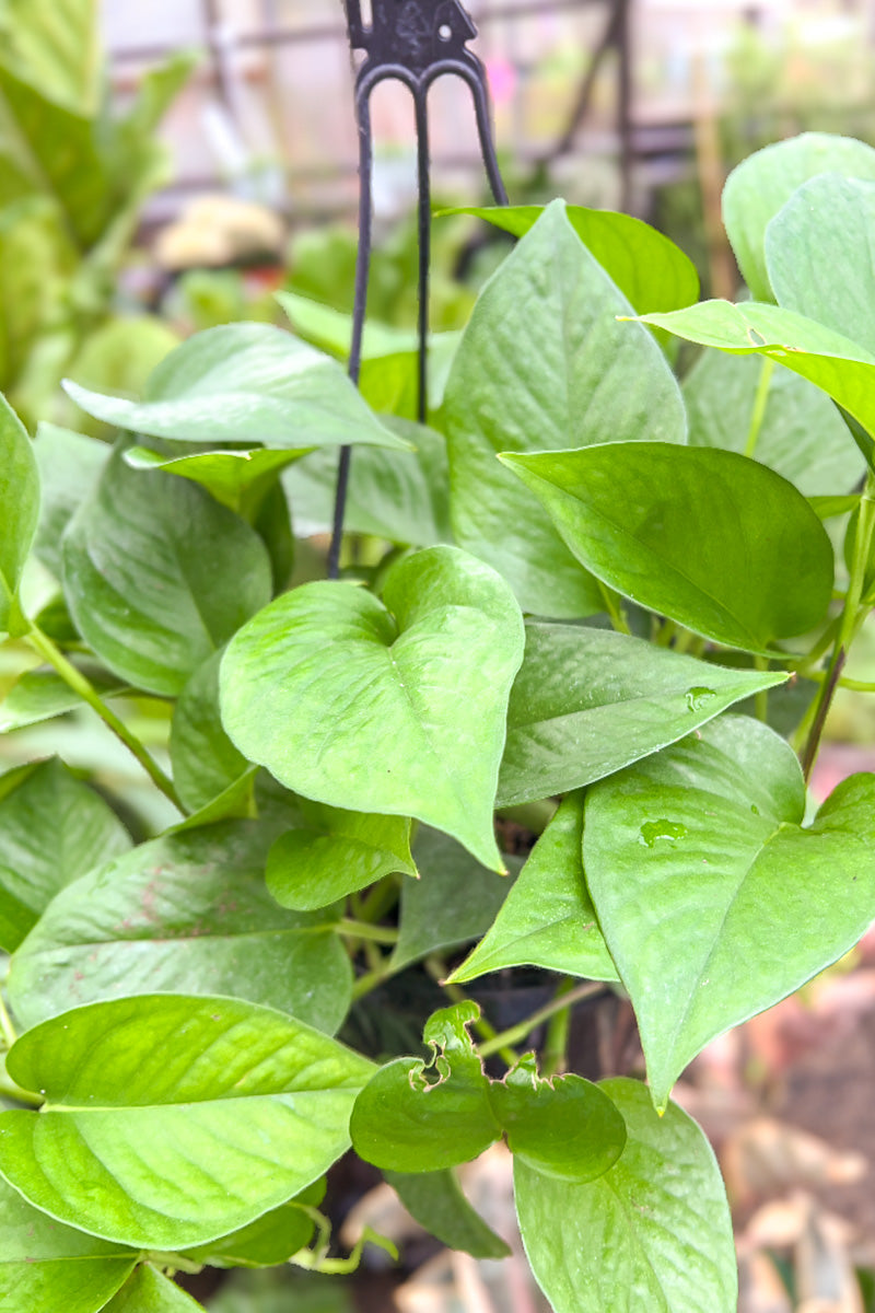 Pothos, Neon 8" Hanging Basket