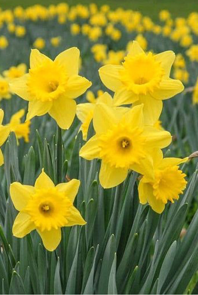 Daffodil, Potted 4"