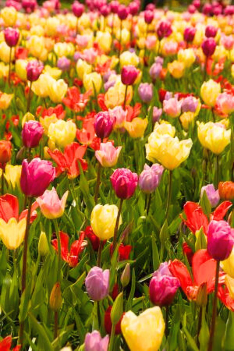 DeVroomen Tulips Blends 60 Days Of Tulips Bulbs 15/Pack