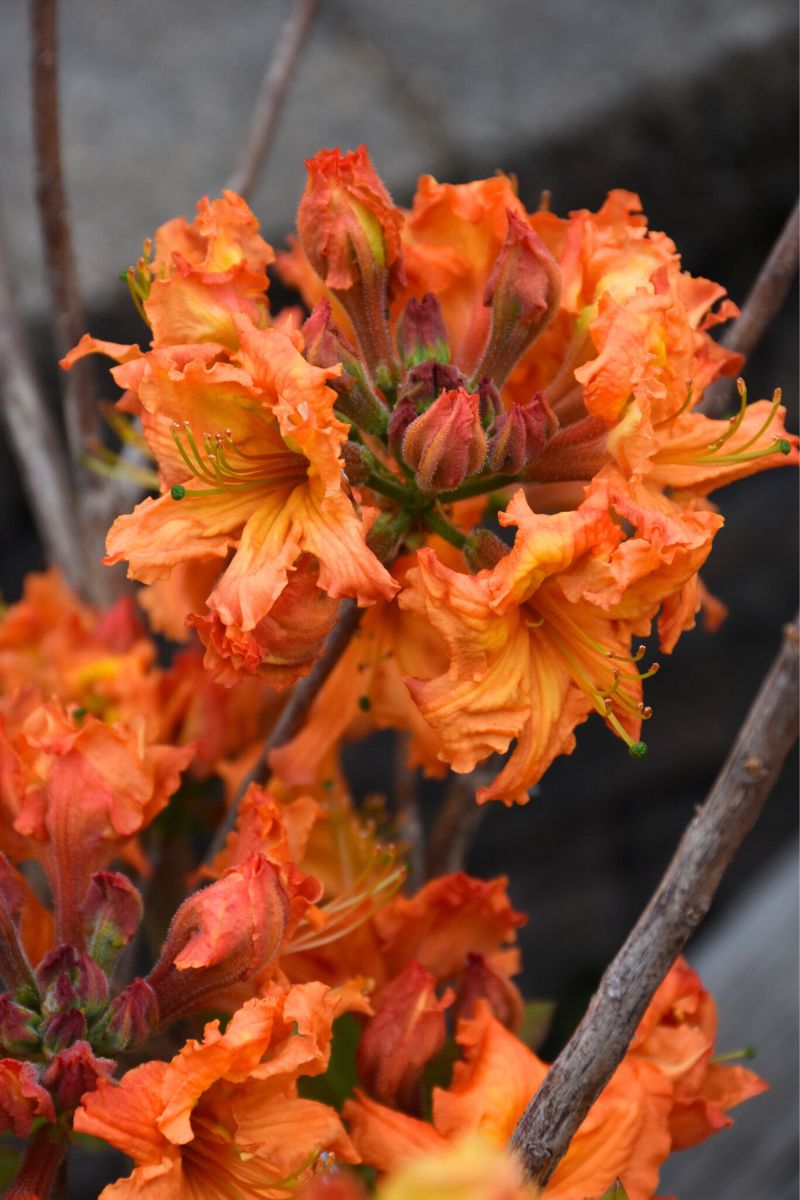 Azalea, Gibraltar