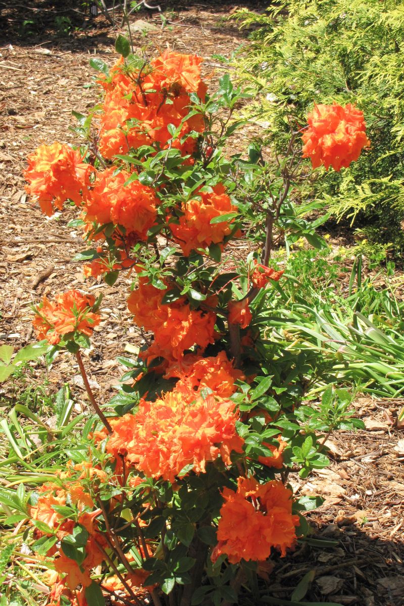 Azalea, Gibraltar
