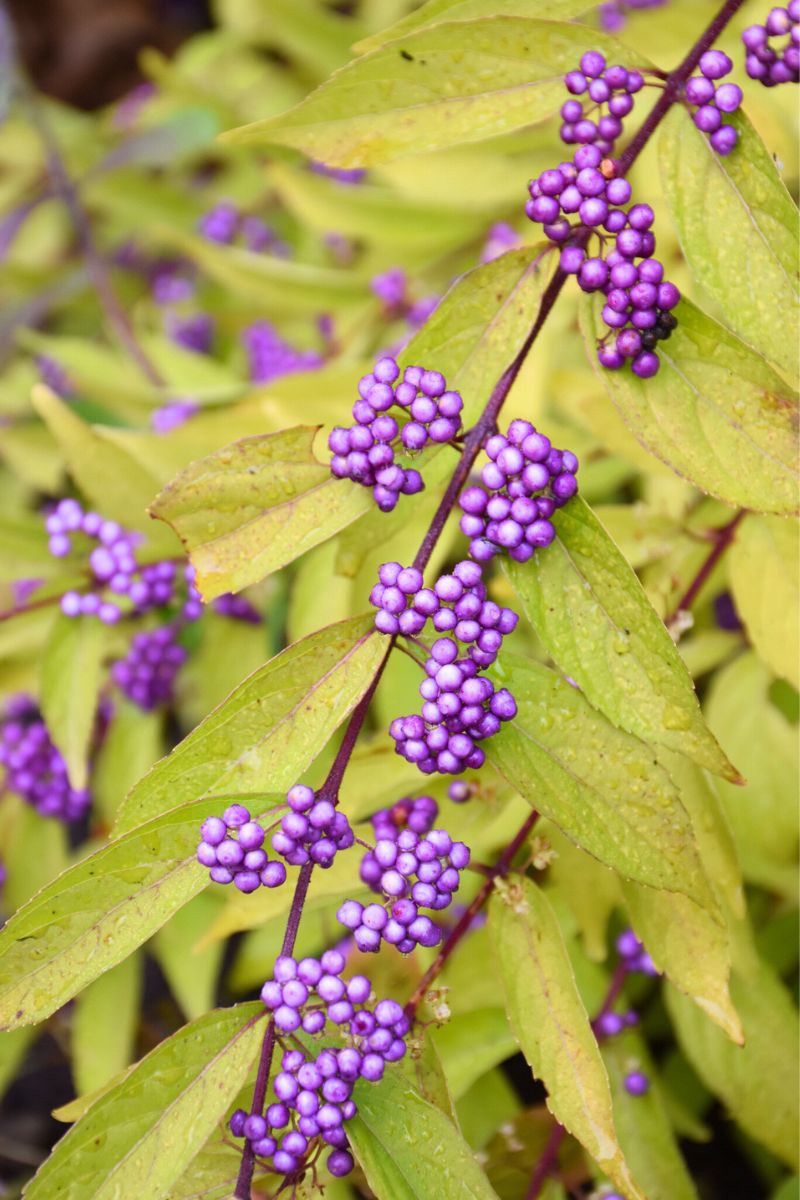 Beautyberry, Early Amethyst