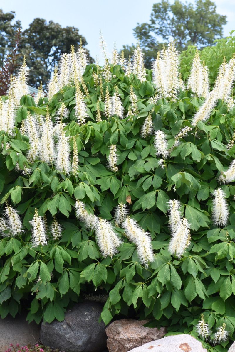 Buckeye, Bottlebrush