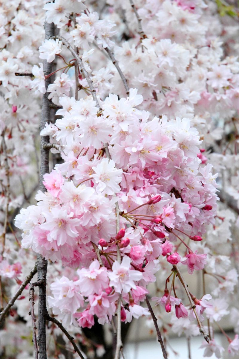 Cherry, Weeping Plena Rosea