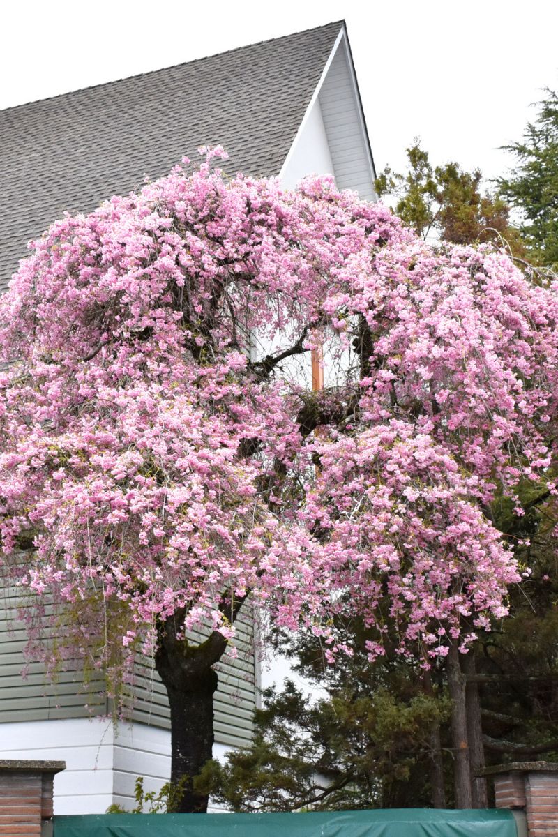 Cherry, Weeping Plena Rosea