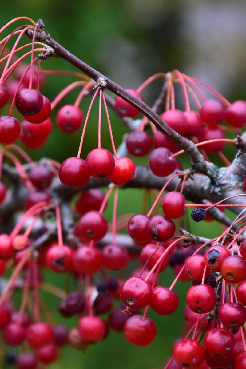 Crabapple, Firebird
