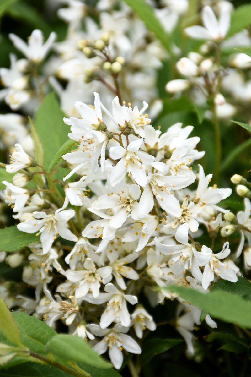 Deutzia, Yuki Snowflake