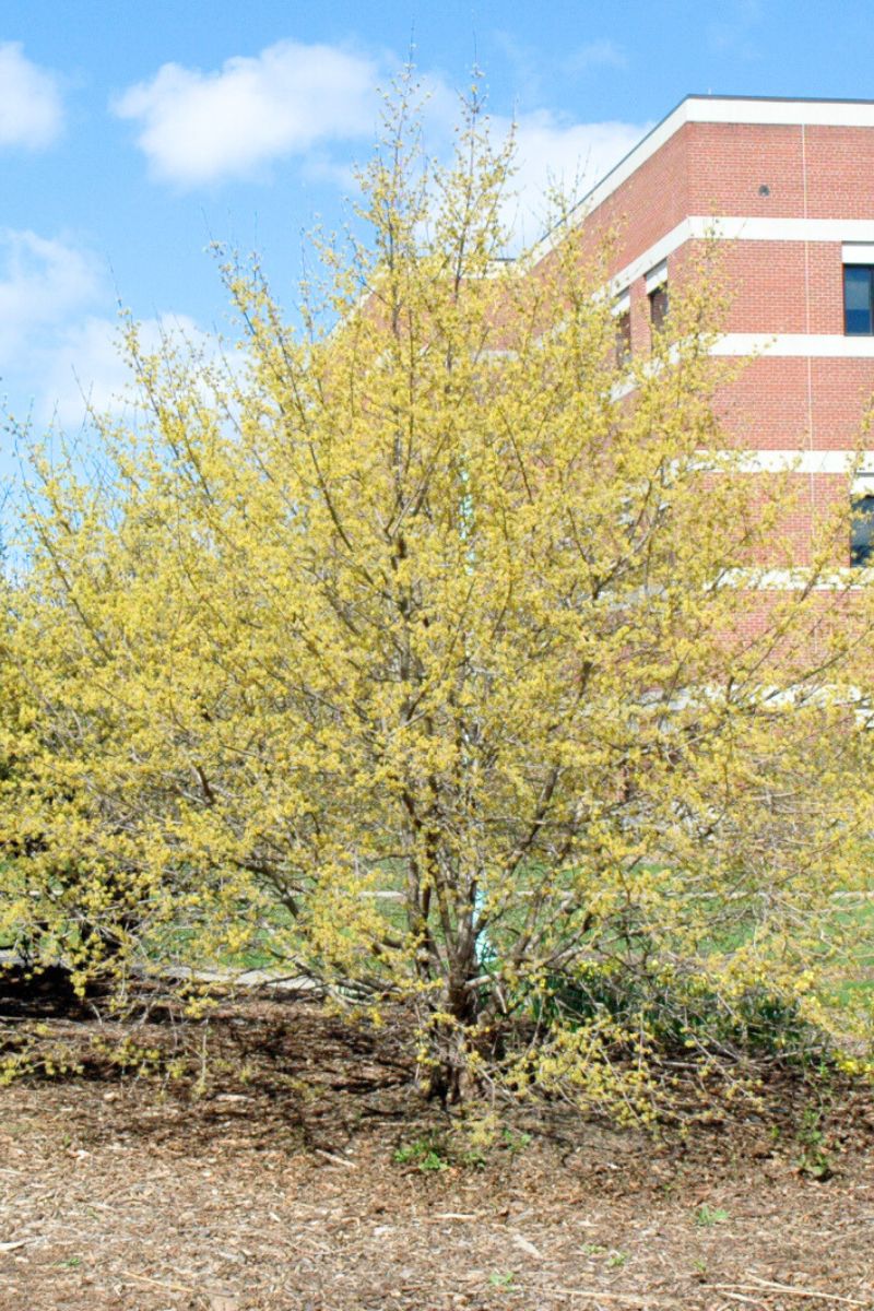 Dogwood, Cornelian Cherry