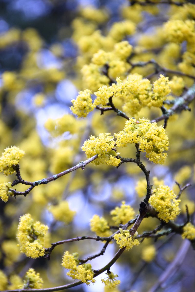 Dogwood, Cornelian Cherry
