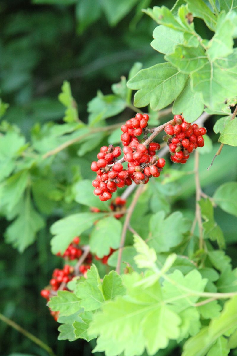Sumac, Fragrant