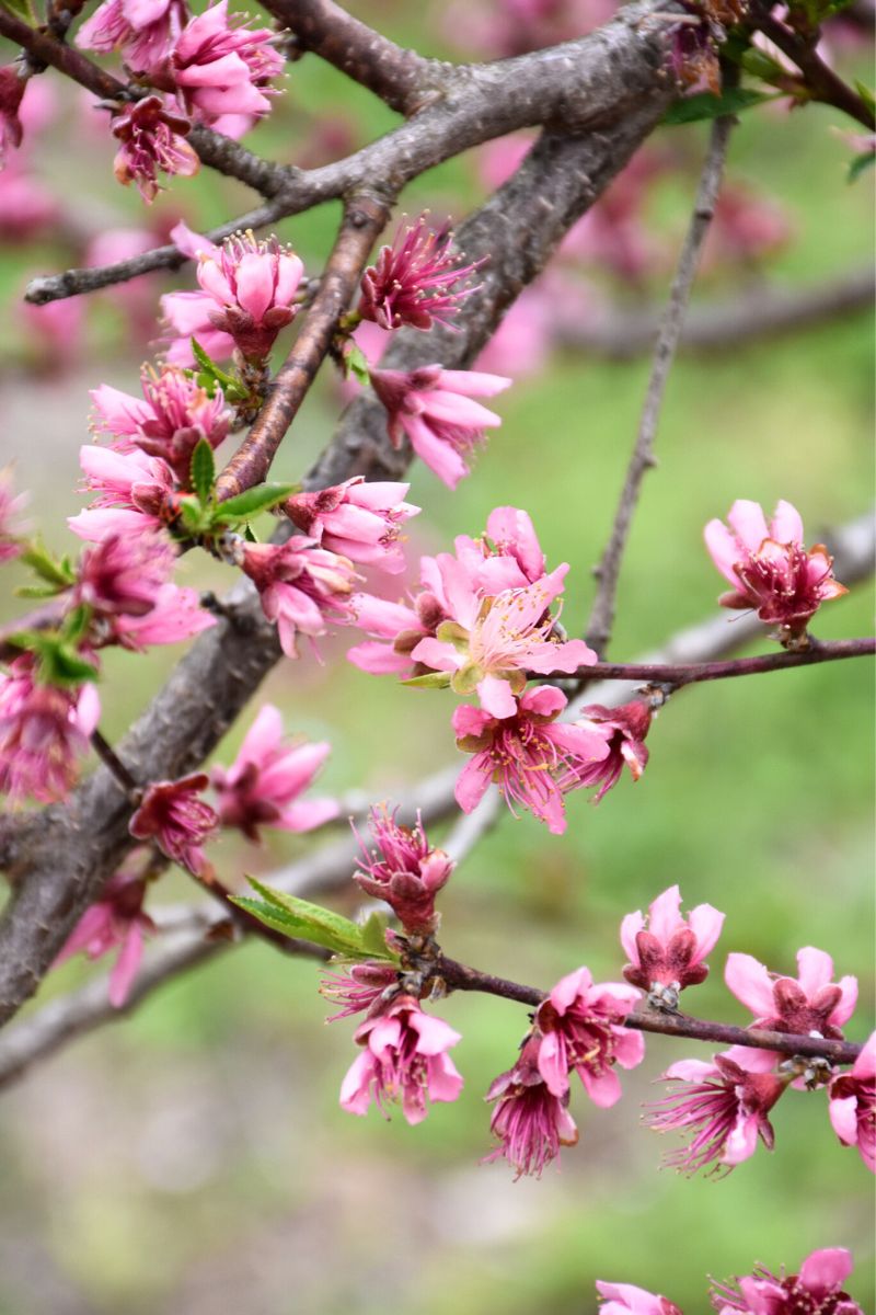 Fruit, Peach Contender