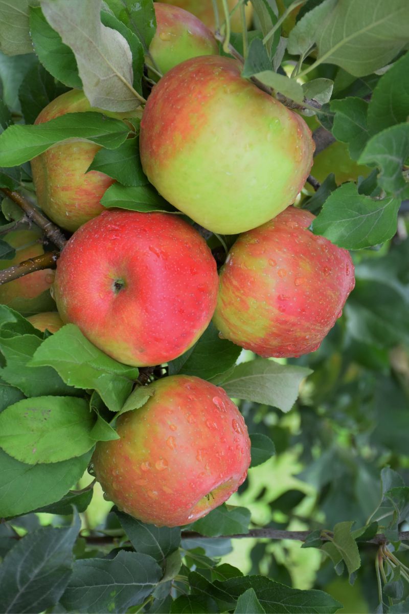 Fruit, Apple Honeycrisp