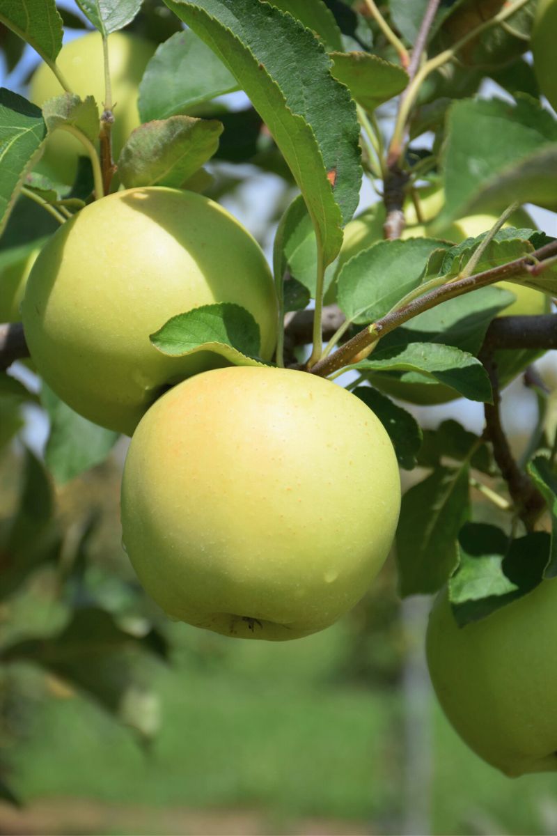 Fruit, Apple Yellow Delicious