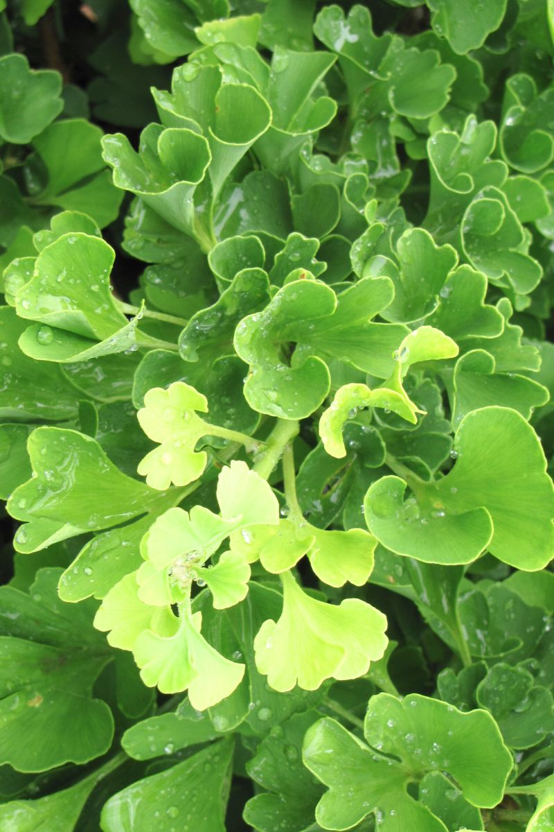 Ginkgo, Mariken