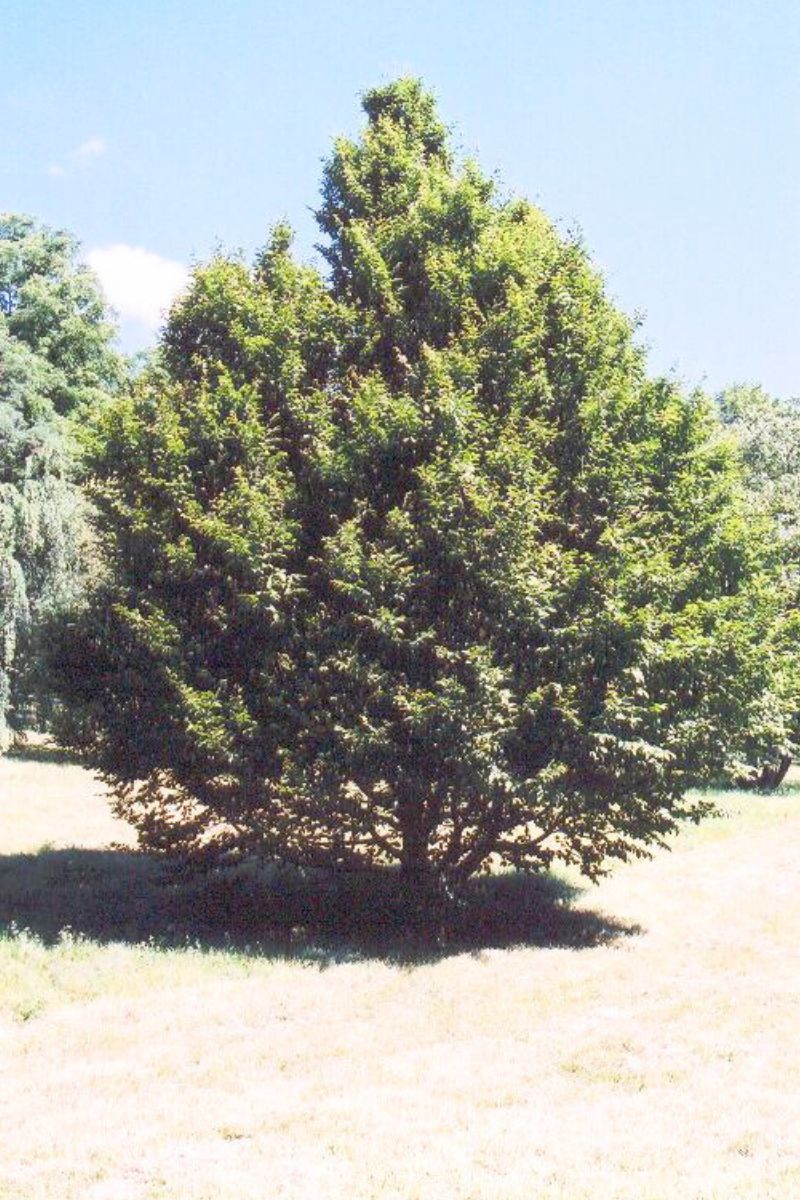 Hornbeam, American