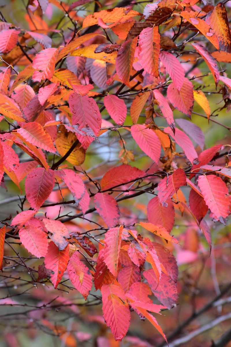Hornbeam, American