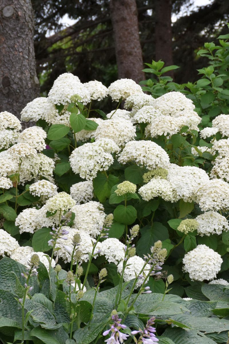 Hydrangea, Annabelle