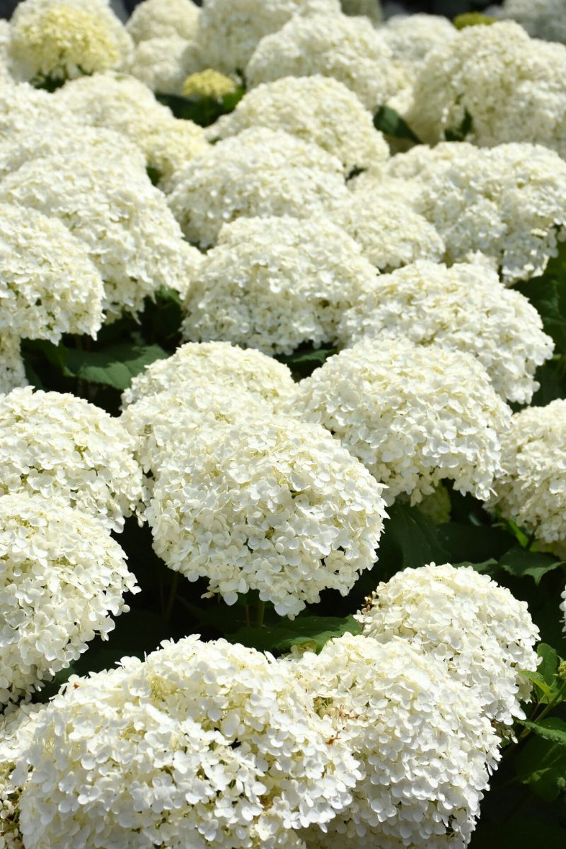 Hydrangea, Incrediball