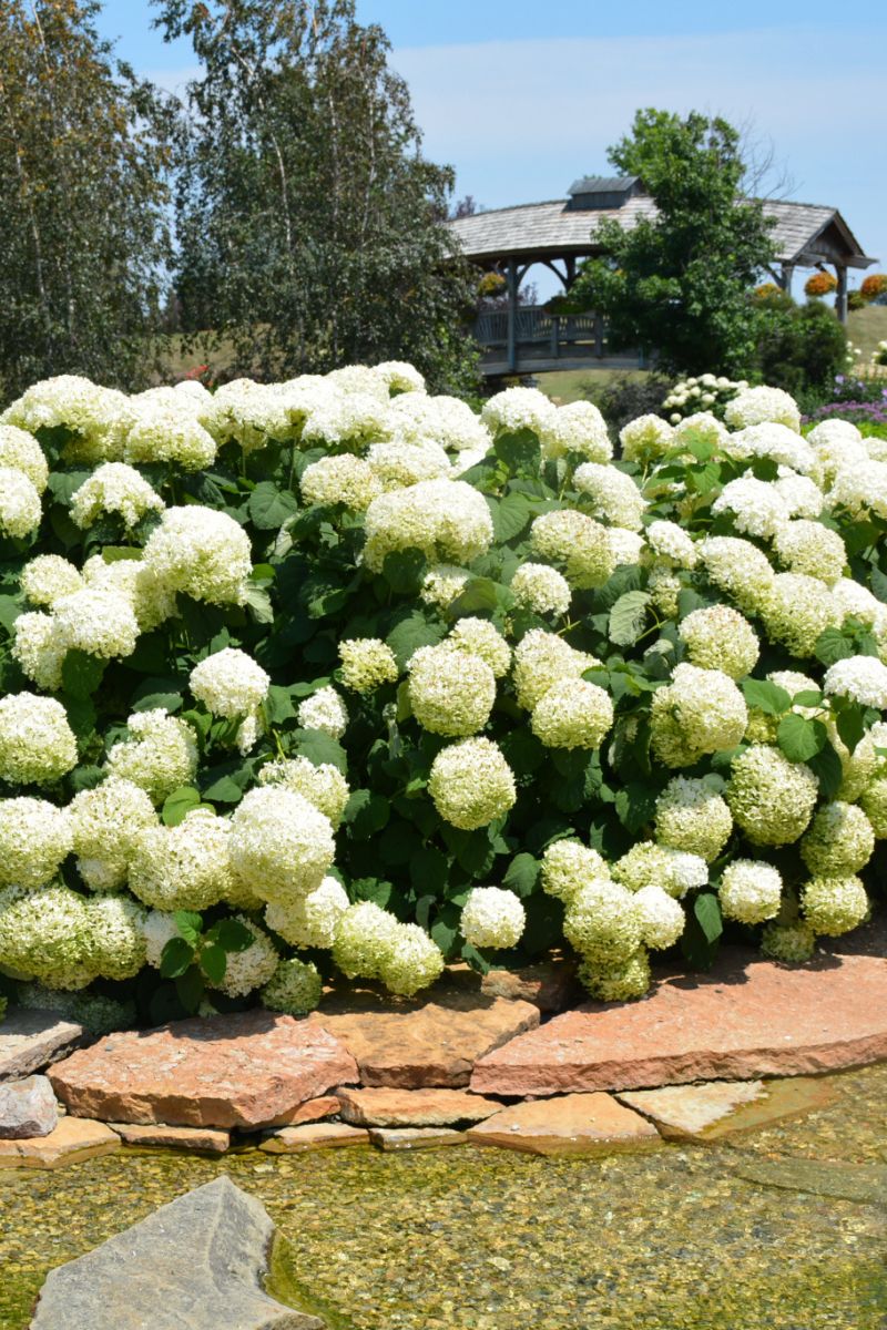Hydrangea, Incrediball