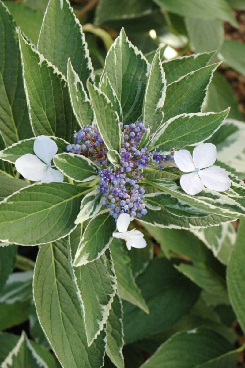Hydrangea, Light O' Day