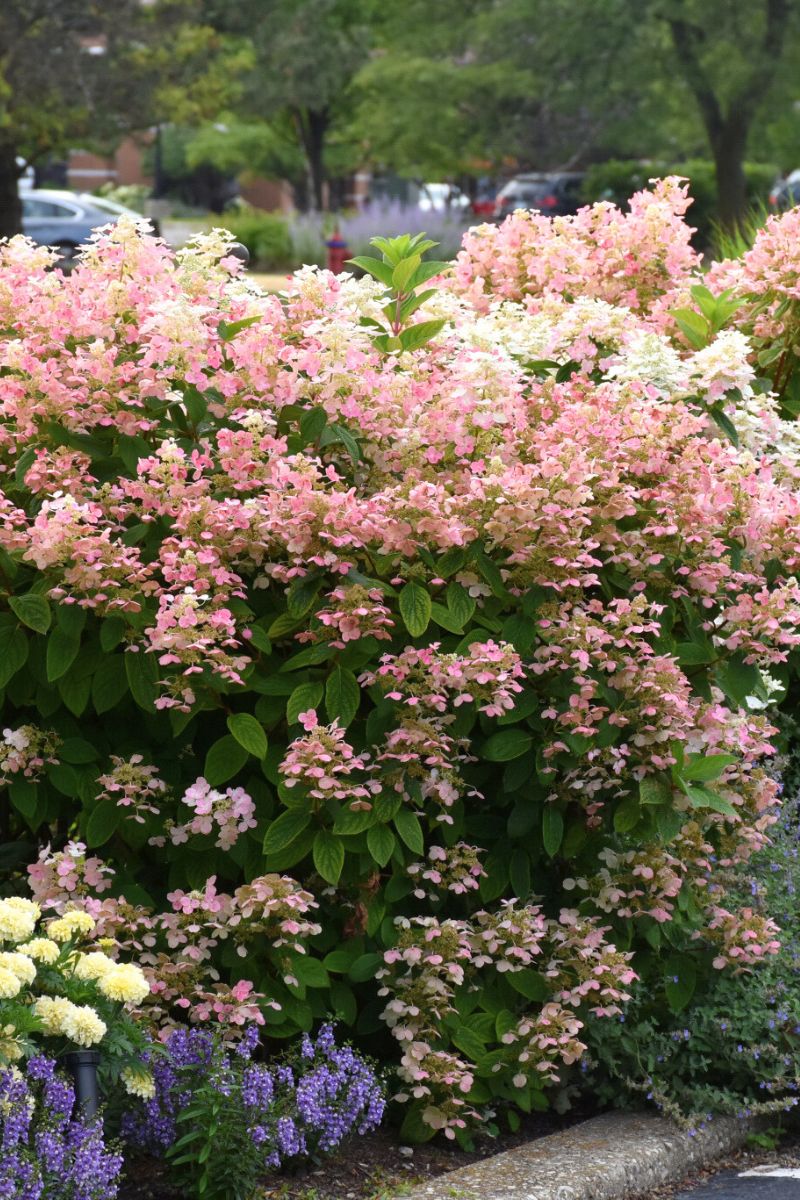 Hydrangea Panicle, Quick Fire
