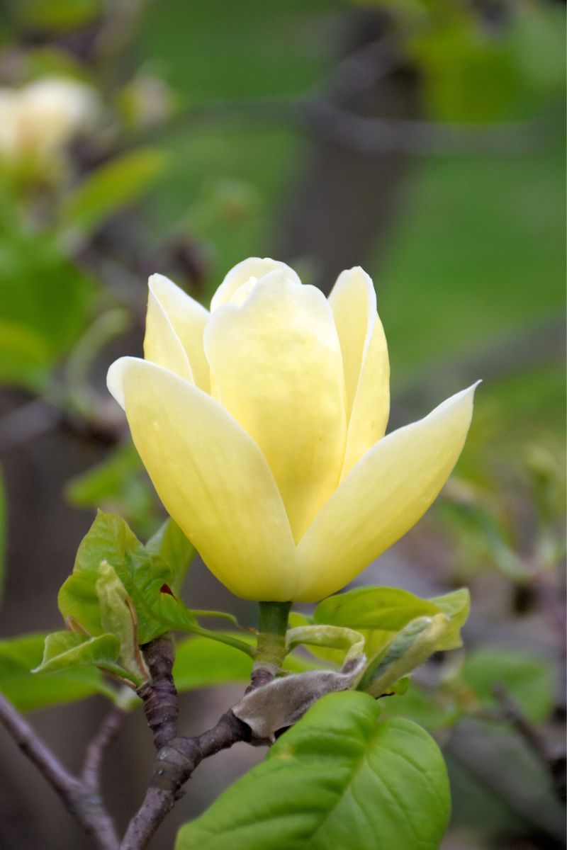 Magnolia, Lois