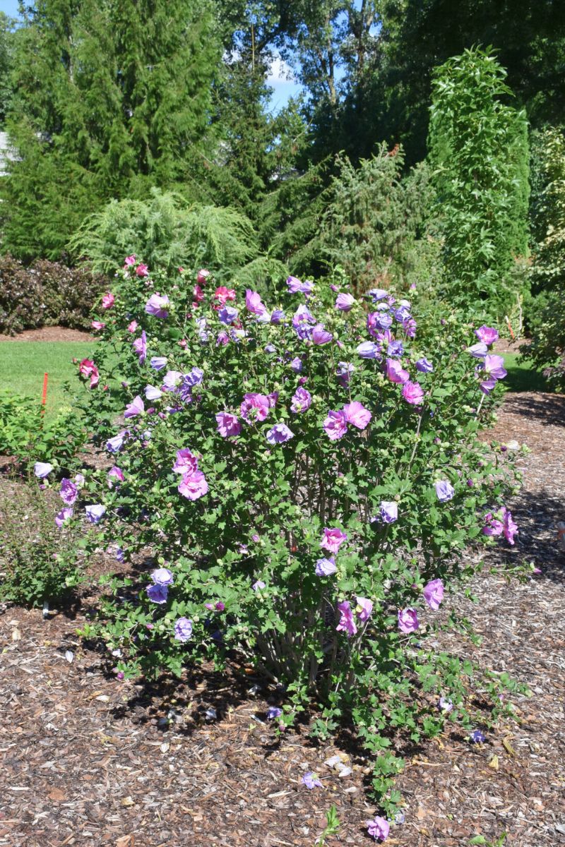 Rose Of Sharon, Dark Lavender Chiffon